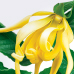 Ylang-Ylang