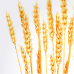 Wheat Germ